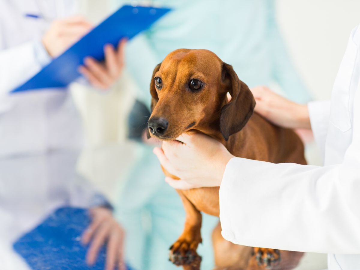 Cute dog being health examined by the vet in a clinic
