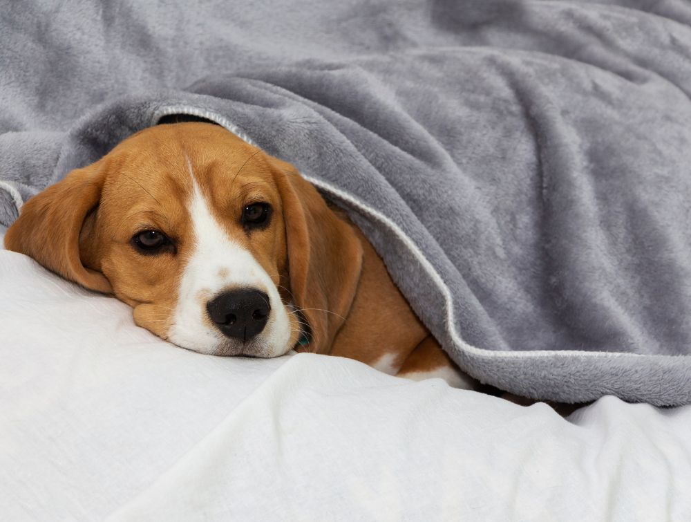 dog lying in a blanket