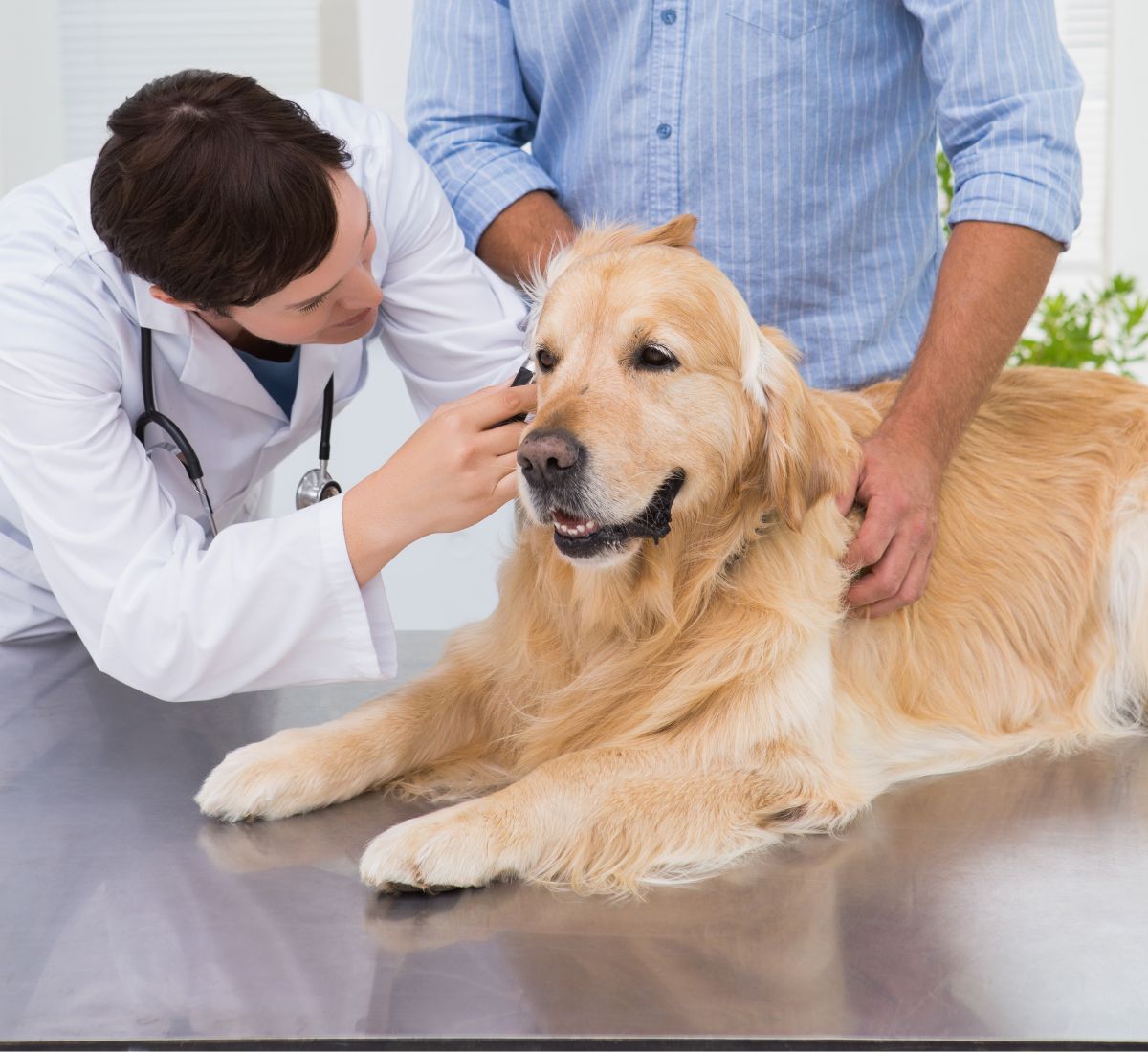 doctor examining a dog