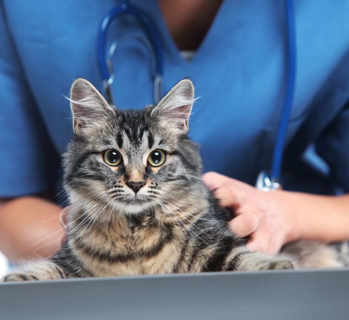 veterinarian holding cat on a table