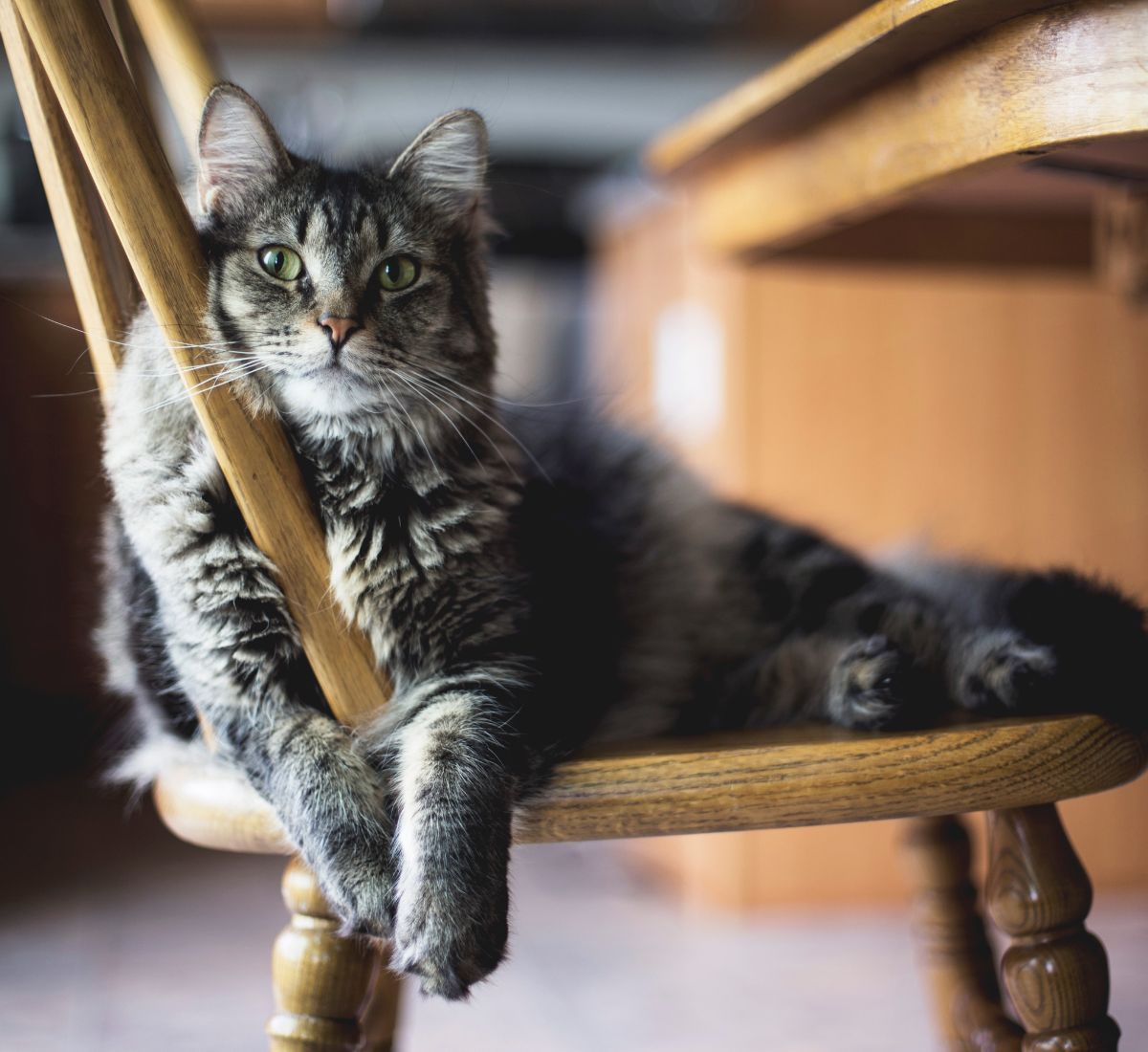 a cat lying on a chair