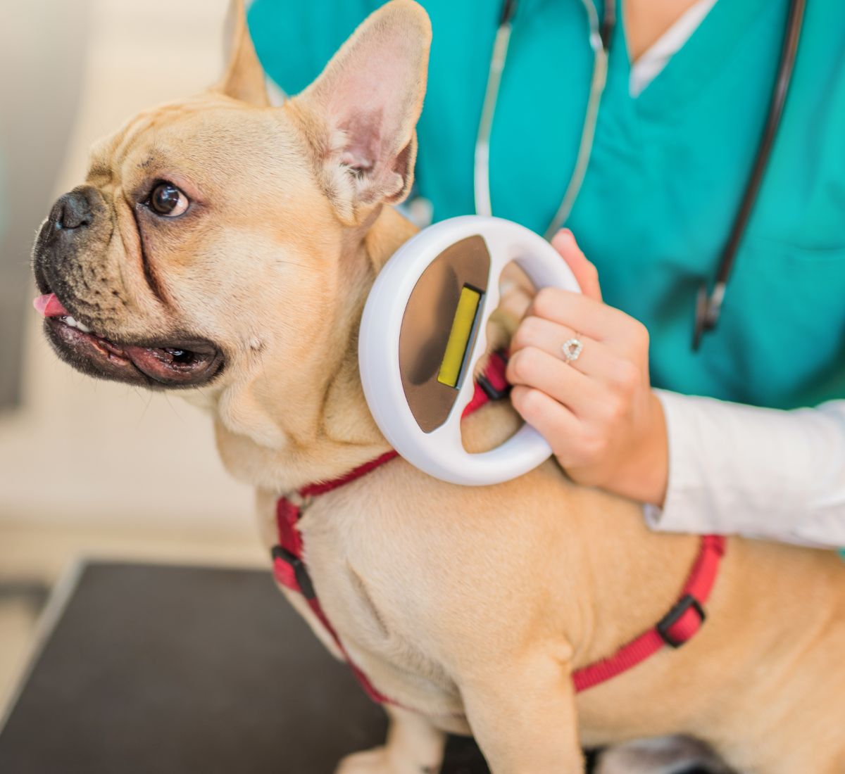 veterinarian scanning microchip on a dog