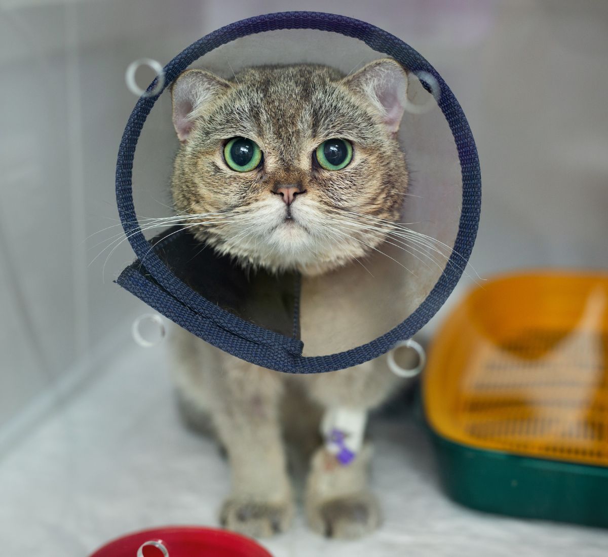 cat wearing post surgery cone
