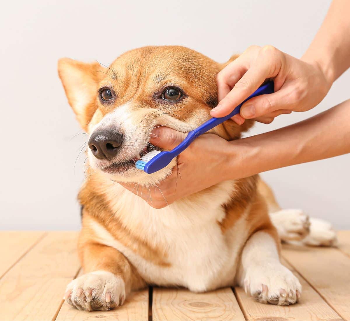 A person brushing a Corgi dog's teeth