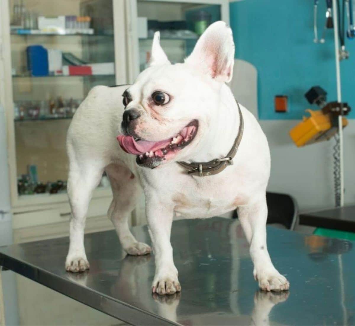 Dog standing on a metal examination table