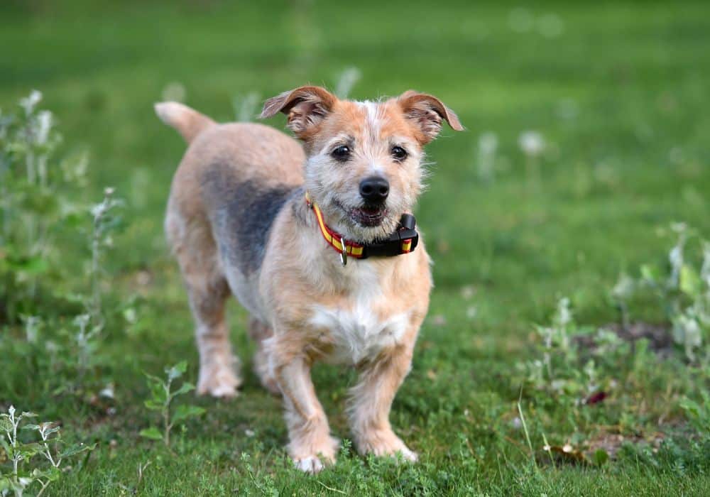 Older dog standing in a green grassy field