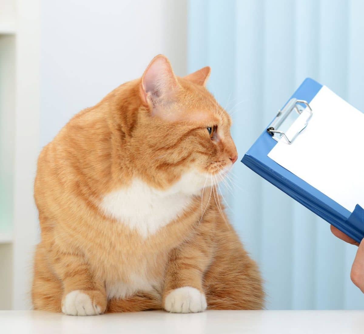 veterinarian examining beautiful adult cat for health certificates