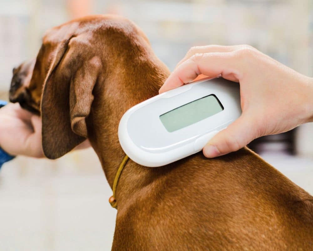 Vet checking microchip implant on puppy dog