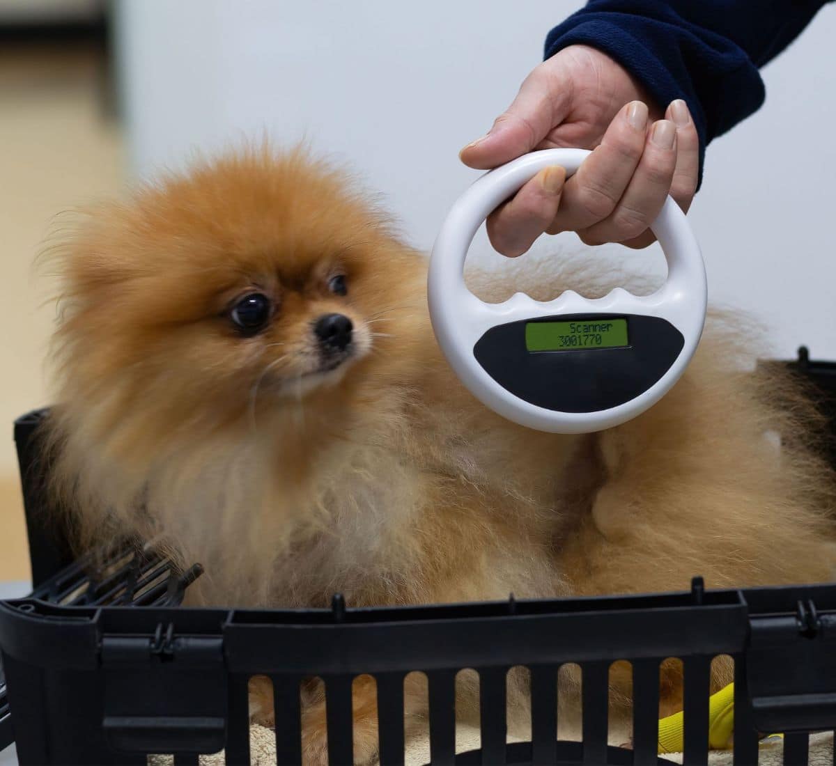 Veterinarian scanning a dog's body for a microchip