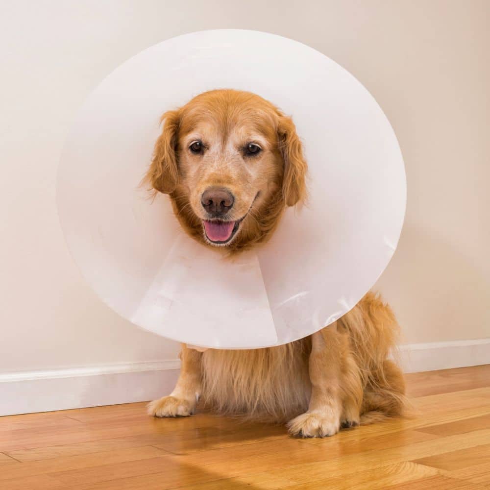 Golden Retriever wearing a plastic veterinary cone