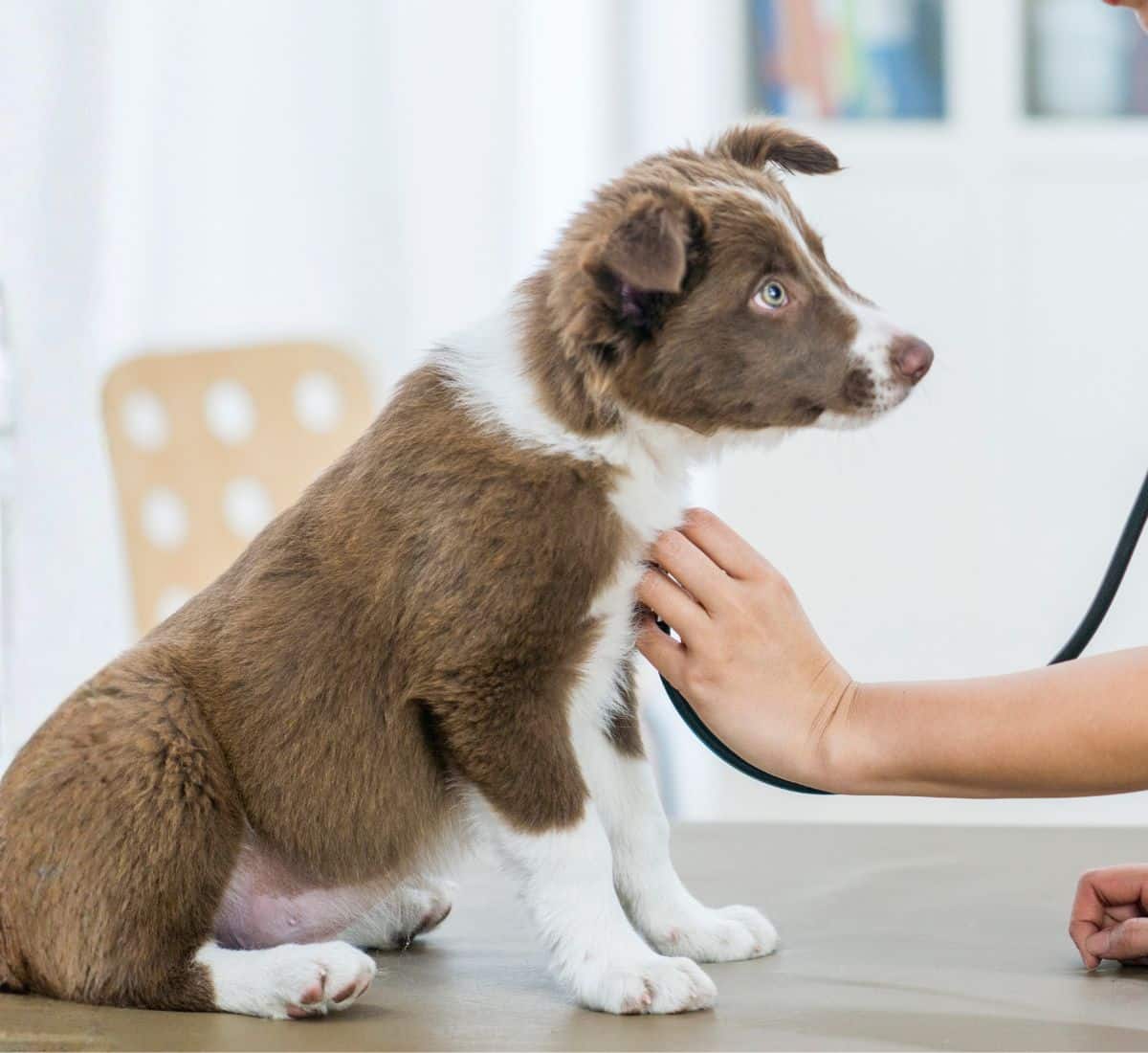 Puppy getting a checkup with a stethoscope