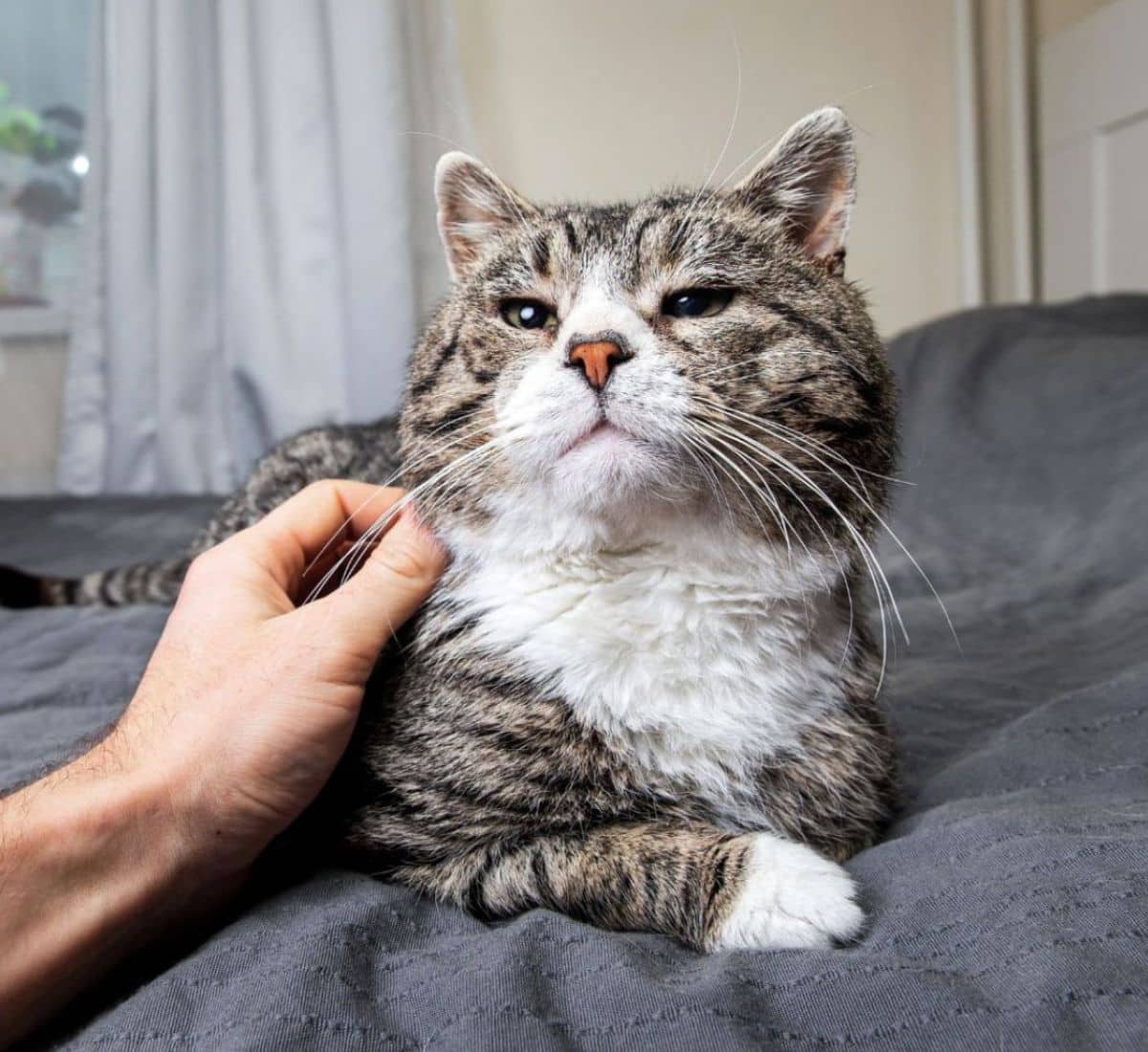 Older cat being comforted by a person