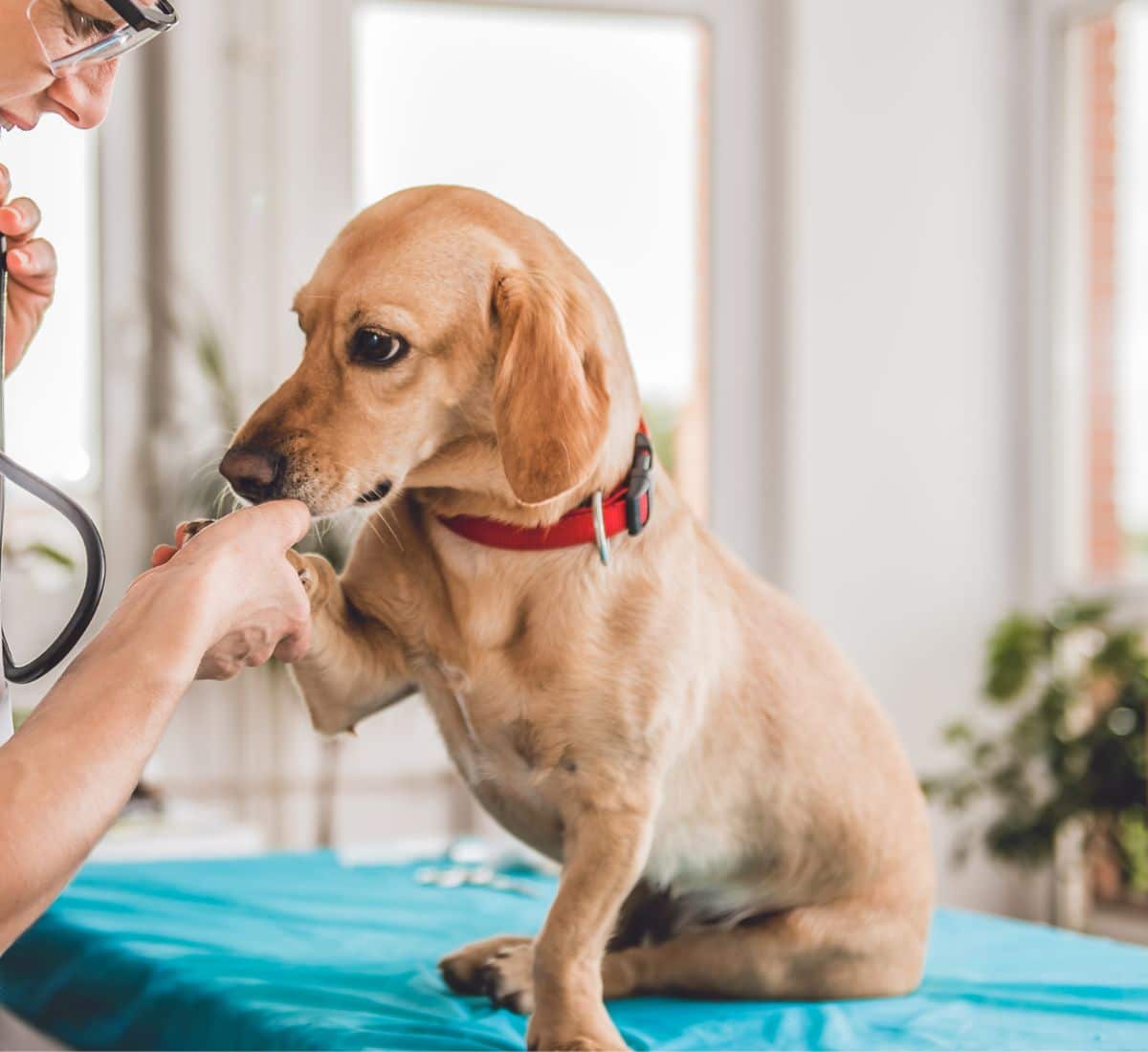 veterinarian checking up the dog at the clinic